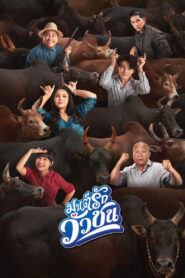 มนต์รักวัวชน vider