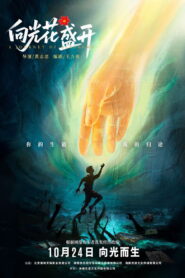 向光花盛开 vider