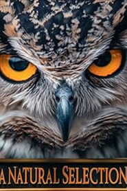 A Natural Selection vider