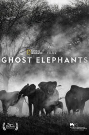 Ghost Elephants vider