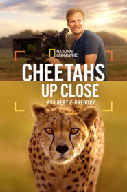 Cheetahs Up Close with Bertie Gregory vider